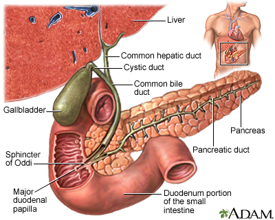 common bile duct cystic duct. the common bile duct,